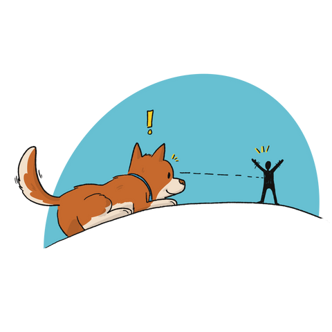 Dog Training NYC Dog Trainer New York City