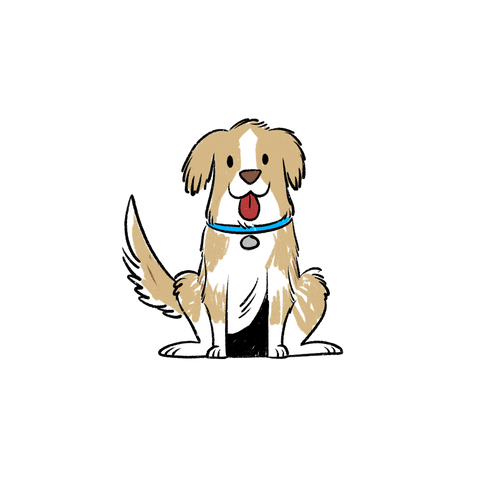 Certify Your Puppy as a Service Dog in San Diego – Fast, Legal & At Home | Modest Dog